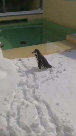 Nestor, manchot de humboldt